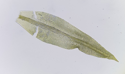 Image of Zygodon viridissimus by (c) Helen Waterman, some rights reserved (CC BY)