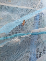 Dysdercus superstitiosus