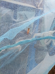 Dysdercus superstitiosus