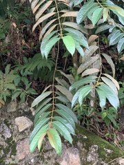 Pellacalyx saccardianus