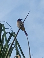 Pycnonotus xanthopygos