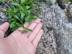 Solidago leiocarpa