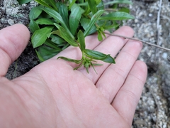 Solidago leiocarpa