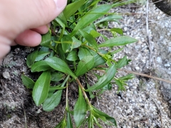 Solidago leiocarpa