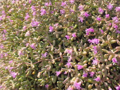 Ruschia viridifolia