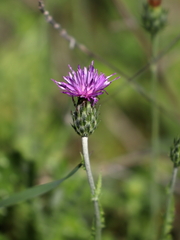 Carduus argentatus