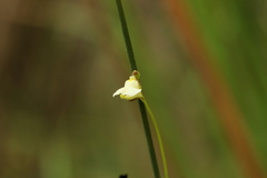 Utricularia appendiculata image