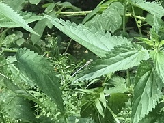 Platycnemis pennipes