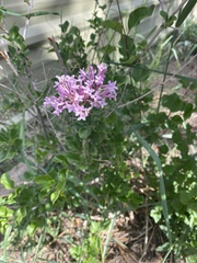 Syringa josikaea