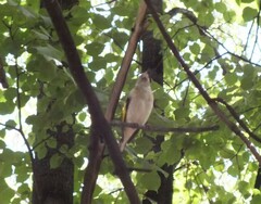 Carduelis carduelis