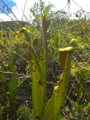 Niphidium crassifolium