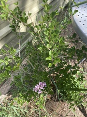 Syringa josikaea