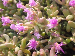 Ruschia viridifolia