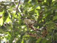 Carduelis carduelis