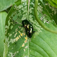 Callistethus auronitens