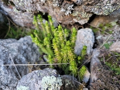 Huperzia appressa