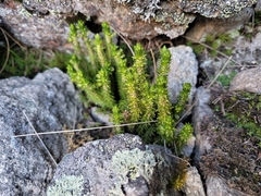 Huperzia appressa