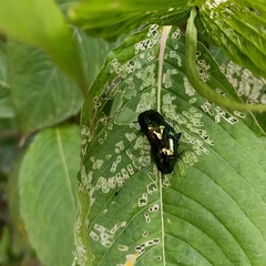 Callistethus auronitens