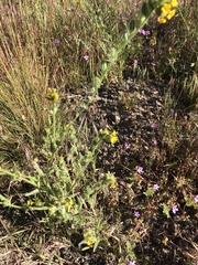 Amsinckia lycopsoides