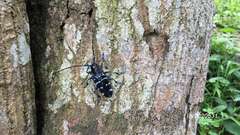 Anoplophora wusheana