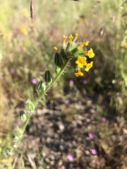 Amsinckia lycopsoides