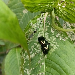 Callistethus auronitens