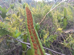 Niphidium crassifolium