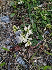 Astragalus alpinus
