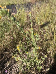 Amsinckia lycopsoides