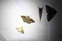 Lamprosema sinaloanensis