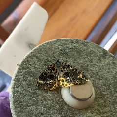 Arichanna melanaria
