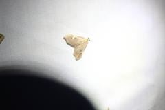 Deuterophysa