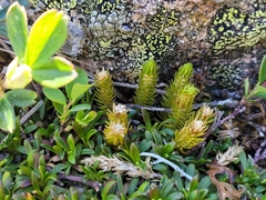 Huperzia appressa