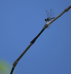 Potamarcha congener