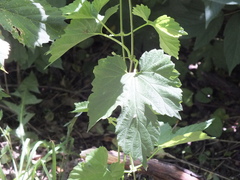 Humulus lupulus