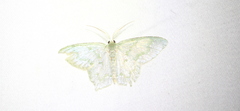 Chloropteryx opalaria