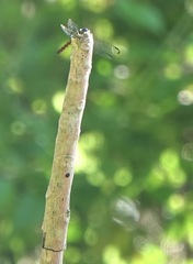 Potamarcha congener