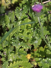 Carduus argentatus