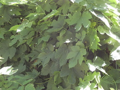 Humulus lupulus