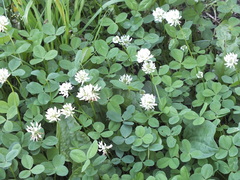 Trifolium repens