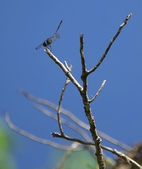 Potamarcha congener