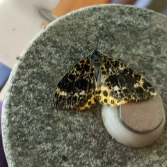 Arichanna melanaria