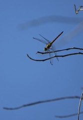 Potamarcha congener