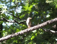 Phoenicurus phoenicurus