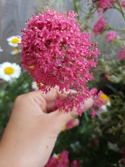 Centranthus ruber