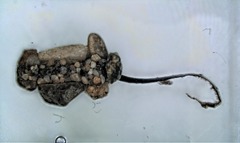 Agriotypus armatus