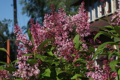 Syringa × prestoniae