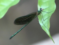 Neurobasis luzoniensis