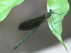 Neurobasis luzoniensis