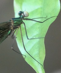 Neurobasis luzoniensis